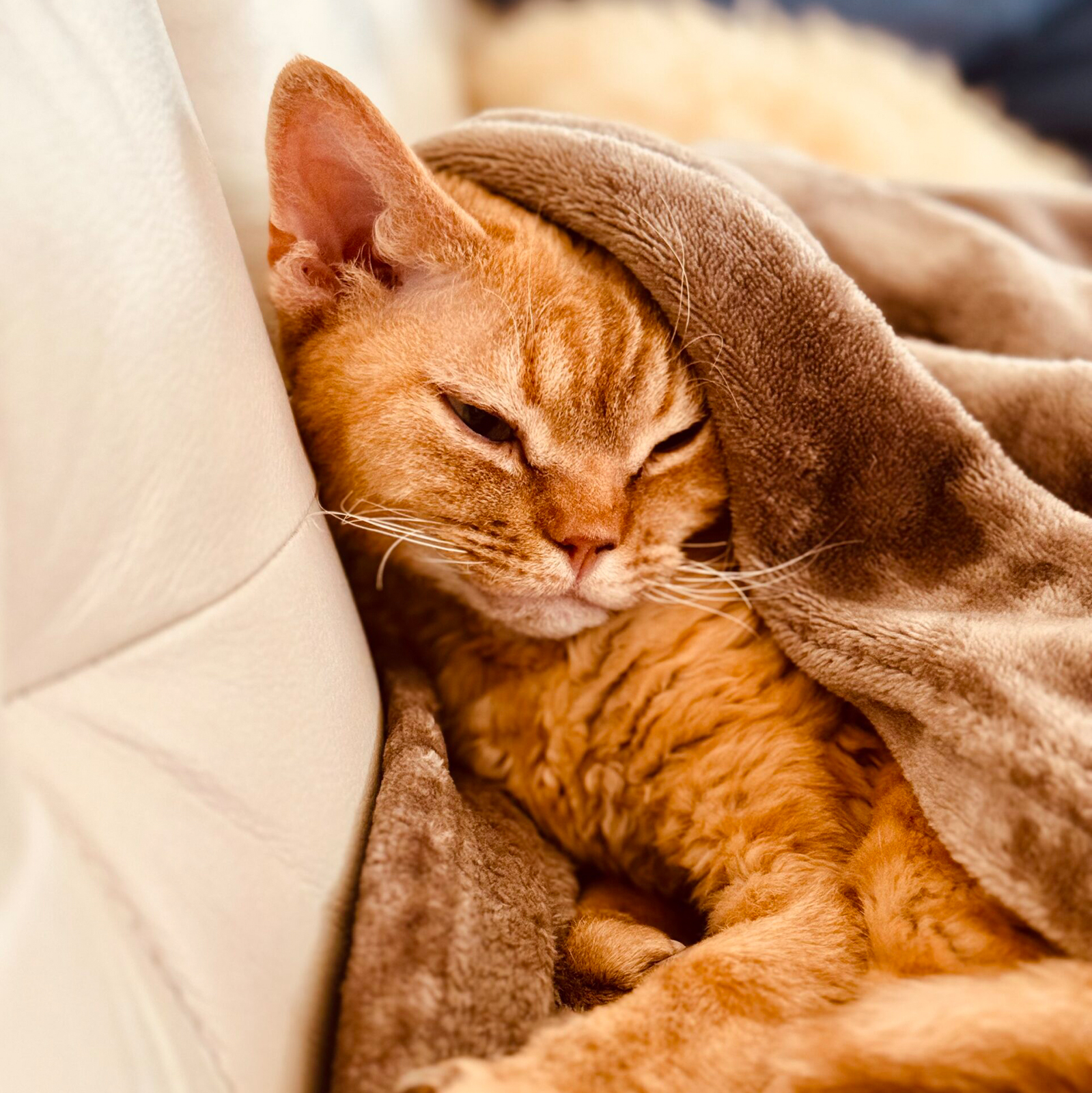 Bayla Katze